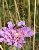 Nemophora metallica